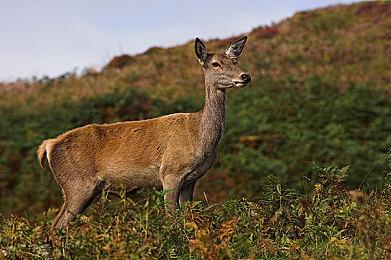 《鬼谷八荒》移动端定档 12月21日发售